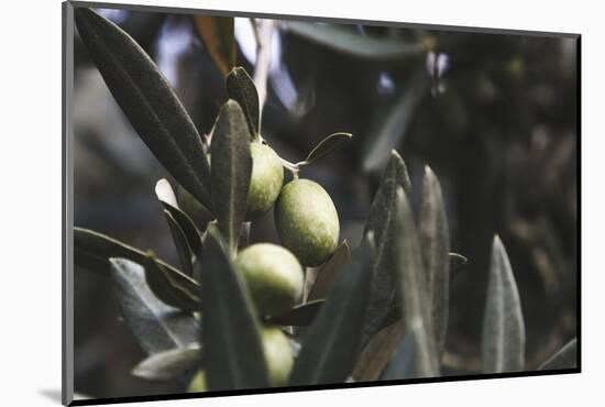 Real Olive Tree Olea Europaea - Detailed Views with Mellow Olives-Petra Daisenberger-Mounted Photographic Print