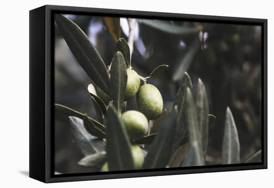 Real Olive Tree Olea Europaea - Detailed Views with Mellow Olives-Petra Daisenberger-Framed Premier Image Canvas