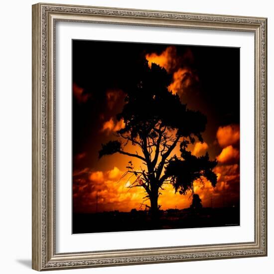 Reality Tree-Mark James Gaylard-Framed Photographic Print