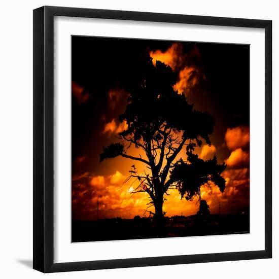 Reality Tree-Mark James Gaylard-Framed Photographic Print