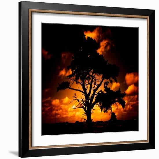 Reality Tree-Mark James Gaylard-Framed Photographic Print