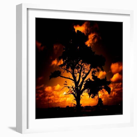 Reality Tree-Mark James Gaylard-Framed Photographic Print