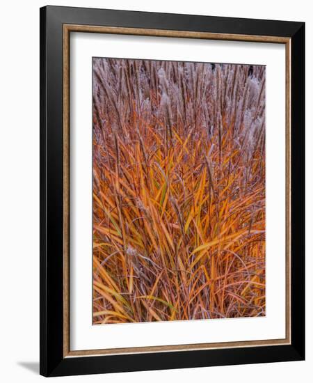 Realopia-Jim Crotty-Framed Photographic Print