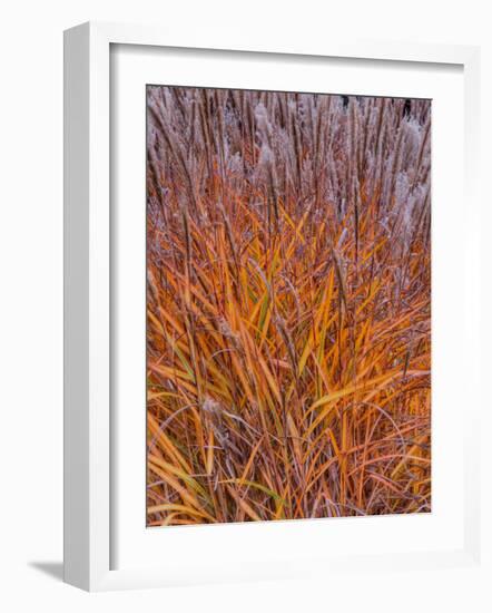 Realopia-Jim Crotty-Framed Photographic Print