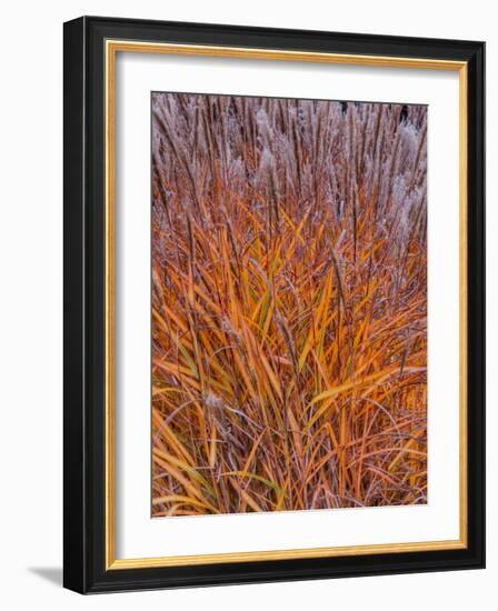 Realopia-Jim Crotty-Framed Photographic Print