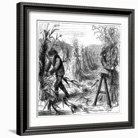 Reaping and Socking-Up Corn to Dry, Lake Drie, Canada, 1880-null-Framed Giclee Print