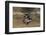 Rear View of an Israeli Air Force Ch-53 Yasur Helicopter-Stocktrek Images-Framed Photographic Print