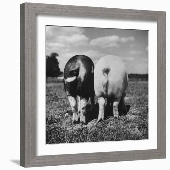 Rear View of Black Hog, with Overweight, White Hog, at Department of Agriculture Experiment Station-Al Fenn-Framed Photographic Print