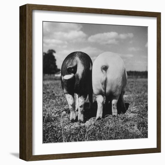 Rear View of Black Hog, with Overweight, White Hog, at Department of Agriculture Experiment Station-Al Fenn-Framed Photographic Print