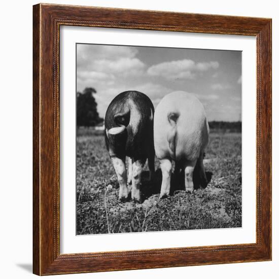 Rear View of Black Hog, with Overweight, White Hog, at Department of Agriculture Experiment Station-Al Fenn-Framed Photographic Print