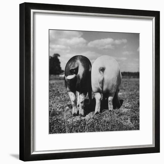 Rear View of Black Hog, with Overweight, White Hog, at Department of Agriculture Experiment Station-Al Fenn-Framed Photographic Print