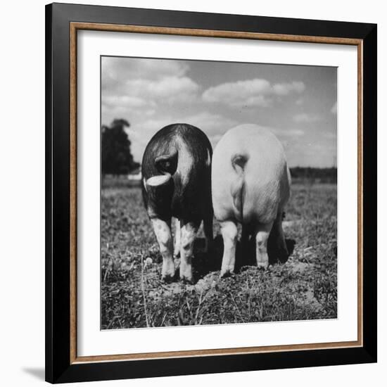 Rear View of Black Hog, with Overweight, White Hog, at Department of Agriculture Experiment Station-Al Fenn-Framed Photographic Print