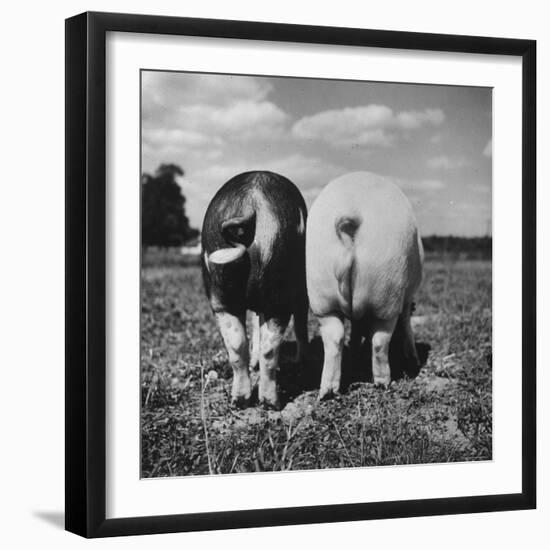 Rear View of Black Hog, with Overweight, White Hog, at Department of Agriculture Experiment Station-Al Fenn-Framed Photographic Print