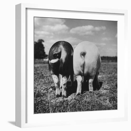 Rear View of Black Hog, with Overweight, White Hog, at Department of Agriculture Experiment Station-Al Fenn-Framed Photographic Print