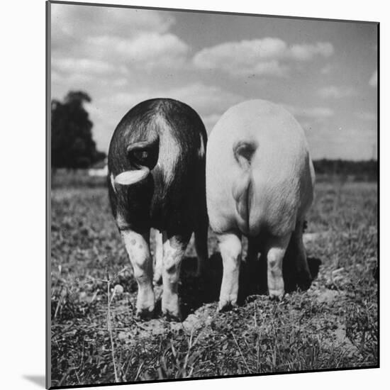 Rear View of Black Hog, with Overweight, White Hog, at Department of Agriculture Experiment Station-Al Fenn-Mounted Photographic Print