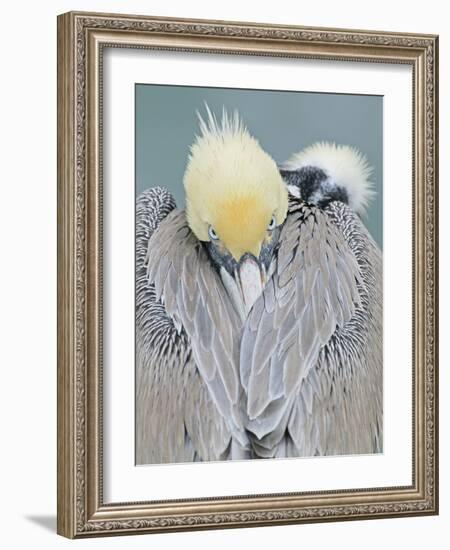 Rear View of Brown Pelican Adult, La Jolla, California, USA-Arthur Morris-Framed Photographic Print