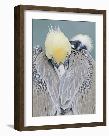 Rear View of Brown Pelican Adult, La Jolla, California, USA-Arthur Morris-Framed Photographic Print