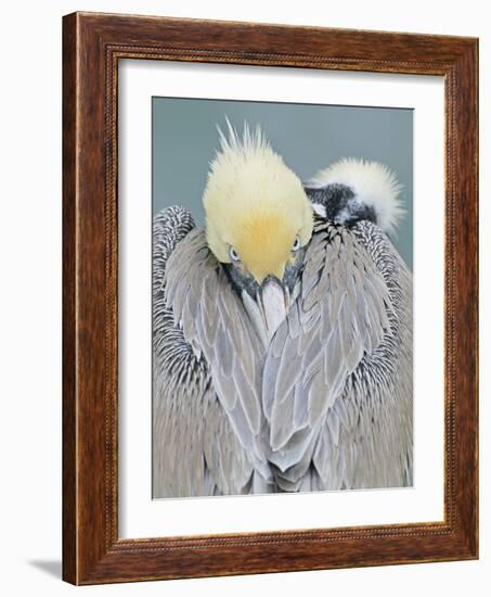 Rear View of Brown Pelican Adult, La Jolla, California, USA-Arthur Morris-Framed Photographic Print