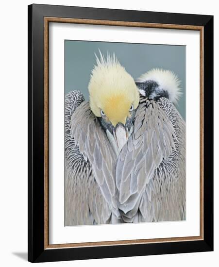 Rear View of Brown Pelican Adult, La Jolla, California, USA-Arthur Morris-Framed Photographic Print