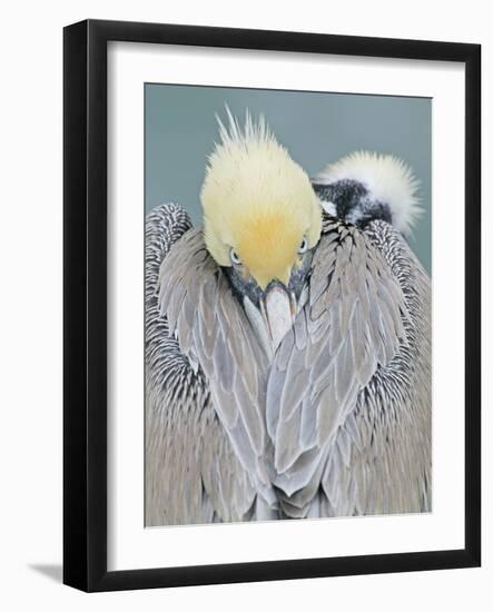 Rear View of Brown Pelican Adult, La Jolla, California, USA-Arthur Morris-Framed Photographic Print