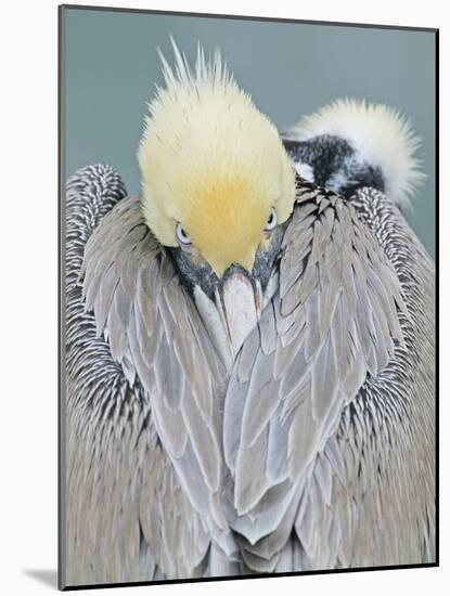 Rear View of Brown Pelican Adult, La Jolla, California, USA-Arthur Morris-Mounted Photographic Print