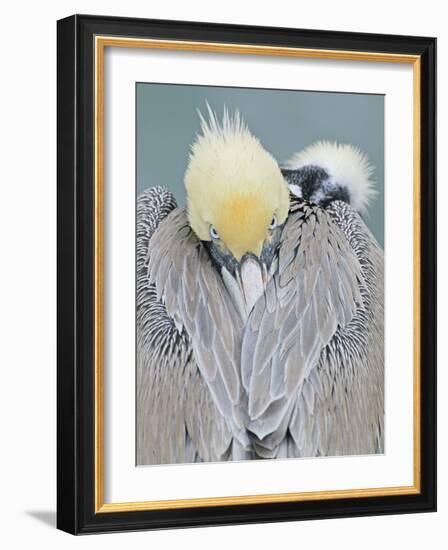 Rear View of Brown Pelican Adult, La Jolla, California, USA-Arthur Morris-Framed Photographic Print
