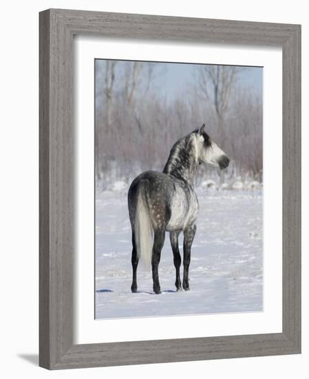 Rear View of Grey Andalusian Stallion Standing in Snow, Longmont, Colorado, USA-Carol Walker-Framed Photographic Print