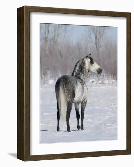 Rear View of Grey Andalusian Stallion Standing in Snow, Longmont, Colorado, USA-Carol Walker-Framed Photographic Print
