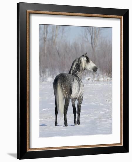 Rear View of Grey Andalusian Stallion Standing in Snow, Longmont, Colorado, USA-Carol Walker-Framed Photographic Print