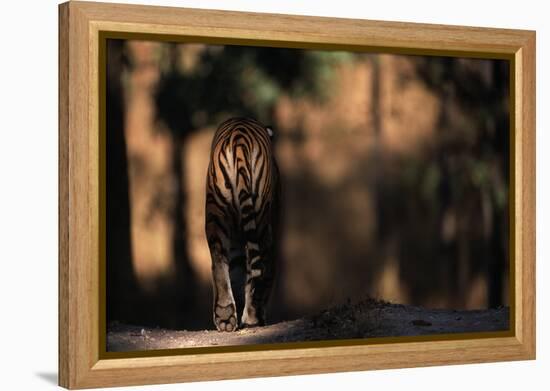 Rear View of Male Bengal Tiger Walking {Panthera Tigris Tigris} Kanha Np, India-Nick Garbutt-Framed Premier Image Canvas