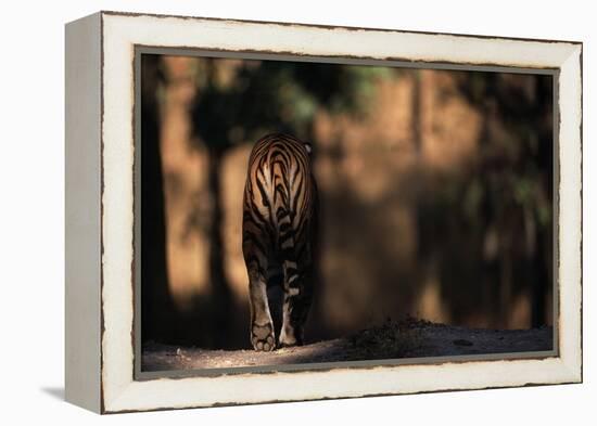 Rear View of Male Bengal Tiger Walking {Panthera Tigris Tigris} Kanha Np, India-Nick Garbutt-Framed Premier Image Canvas