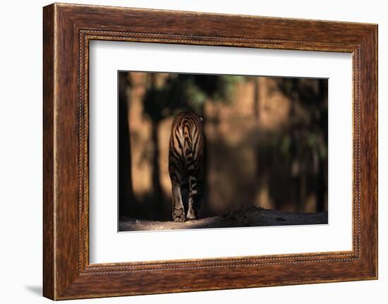 Rear View of Male Bengal Tiger Walking {Panthera Tigris Tigris} Kanha Np, India-Nick Garbutt-Framed Photographic Print