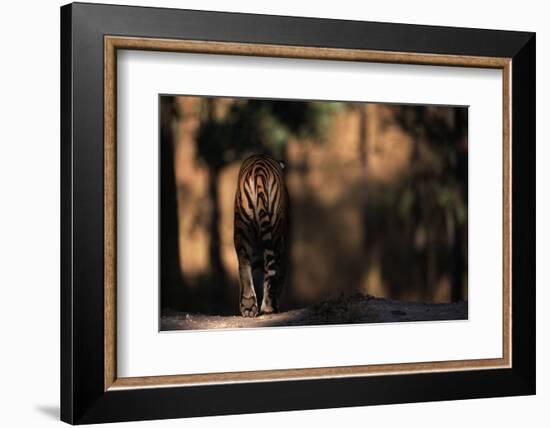 Rear View of Male Bengal Tiger Walking {Panthera Tigris Tigris} Kanha Np, India-Nick Garbutt-Framed Photographic Print