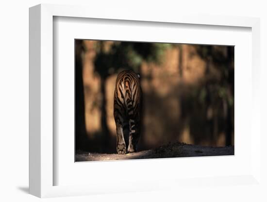 Rear View of Male Bengal Tiger Walking {Panthera Tigris Tigris} Kanha Np, India-Nick Garbutt-Framed Photographic Print