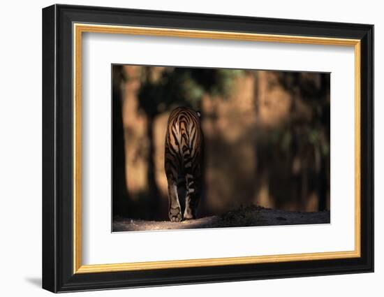 Rear View of Male Bengal Tiger Walking {Panthera Tigris Tigris} Kanha Np, India-Nick Garbutt-Framed Photographic Print