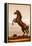 Rearing Horse Illustration-duallogic-Framed Stretched Canvas