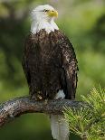 Bald Eagle Perching in a Pine Tree, Flathead Lake, Montana, Usa-Rebecca Jackrel-Photographic Print