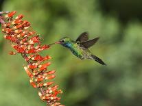 Broad-Billed Hummingbird, Cochise Co, Arizona, Usa-Rebecca Jackrel-Framed Photographic Print