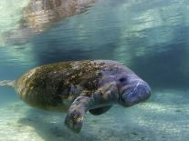 Humpback Whale Calf, Silver Bank, Domincan Republic-Rebecca Jackrel-Photographic Print