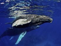 Humpback Whale Mother and Calf, Silver Bank, Domincan Republic-Rebecca Jackrel-Photographic Print