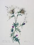 Olive Branches, 1998-Rebecca John-Giclee Print