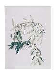Olive Branches, 1998-Rebecca John-Giclee Print