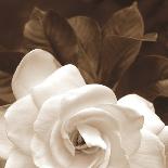 Gardenia Garden-Rebecca Swanson-Photographic Print