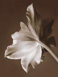 Gardenia Garden-Rebecca Swanson-Framed Photographic Print