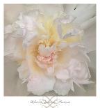 Heavenly Rose-Rebecca Swanson-Framed Photographic Print