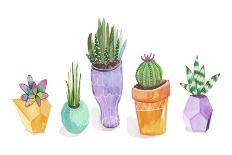 Succulent Display II-Rebekah Ewer-Premium Giclee Print