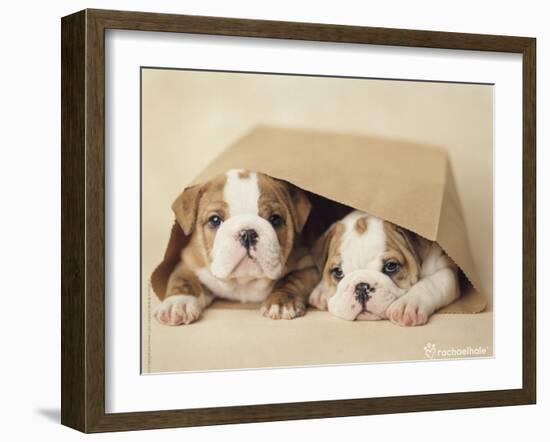 Rebel and Grumpy-Rachael Hale-Framed Photo