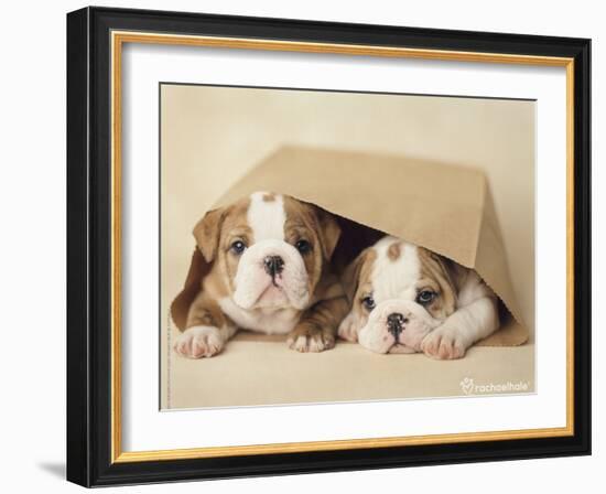 Rebel and Grumpy-Rachael Hale-Framed Photo