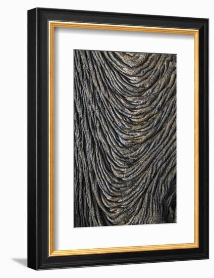 Recent Pahoehoe lava flow, Sullivan Bay, Santiago Island, Galapagos Islands, Ecuador.-Adam Jones-Framed Photographic Print