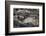 Recent Pahoehoe lava flow, Sullivan Bay, Santiago Island, Galapagos Islands, Ecuador.-Adam Jones-Framed Photographic Print